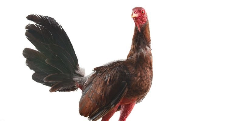 Chợ tốt gà đá Hậu Giang tại Rikvip – Nơi quy tụ những chiến kê ưu tú