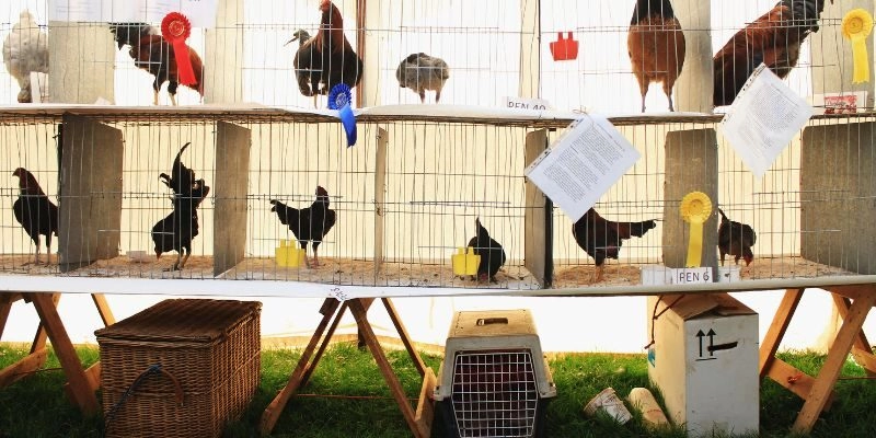  Xem trận đấu của gà để đánh giá kỹ năng