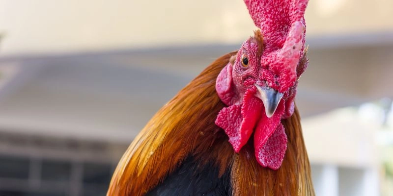  Tìm hiểu ưu điểm của việc mua bán gà đá tại chợ tốt gà đá hậu giang